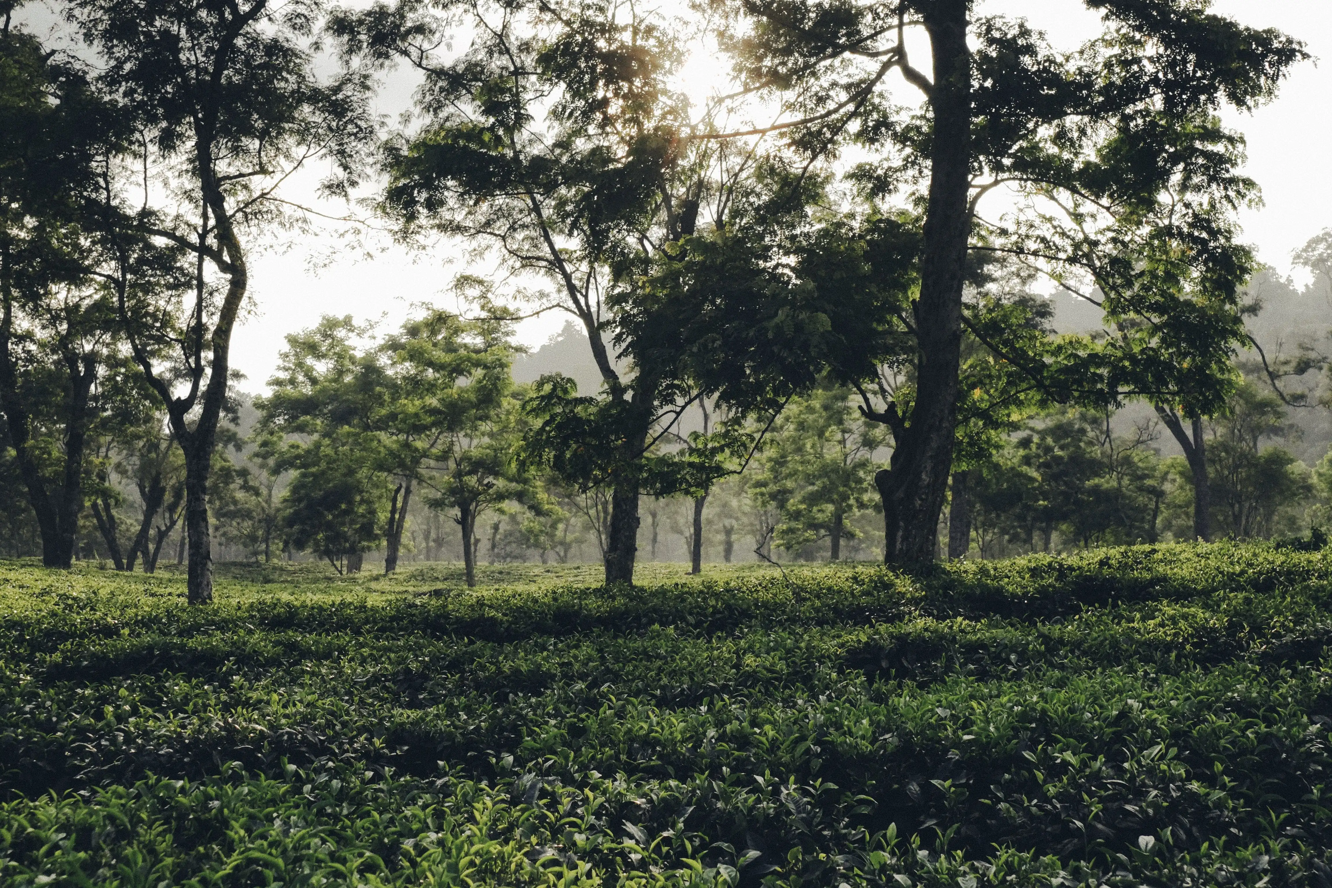 Vast emerald tea gardens cascading across the rolling hills of Darjeeling